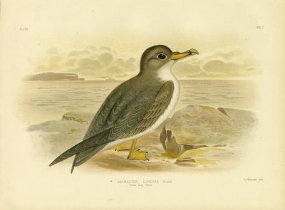 Grote Grijze Stormvogel, 1891 door Gracius Broinowski